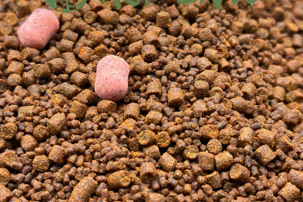 5Kg of Pacific Plum mixed 2mm and 4mm Pellets (field tester)