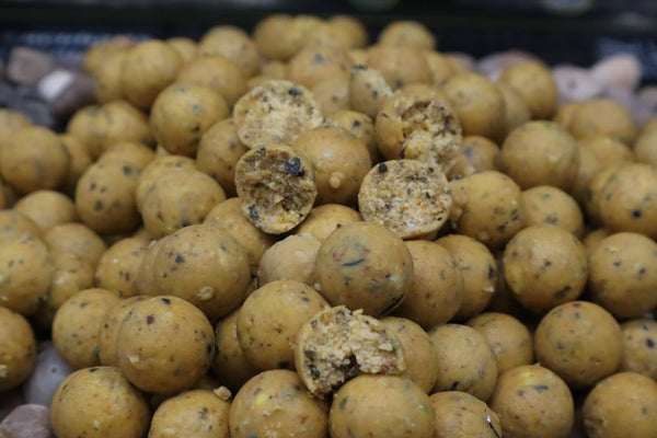 Mulberry Nut Boilies - 5kg Shelf Life Field testers